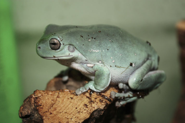 whites treefrog