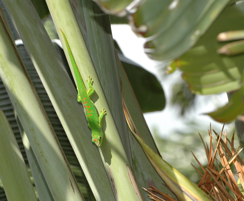 giant day gecko