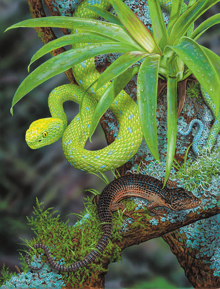 Rowley's pit viper