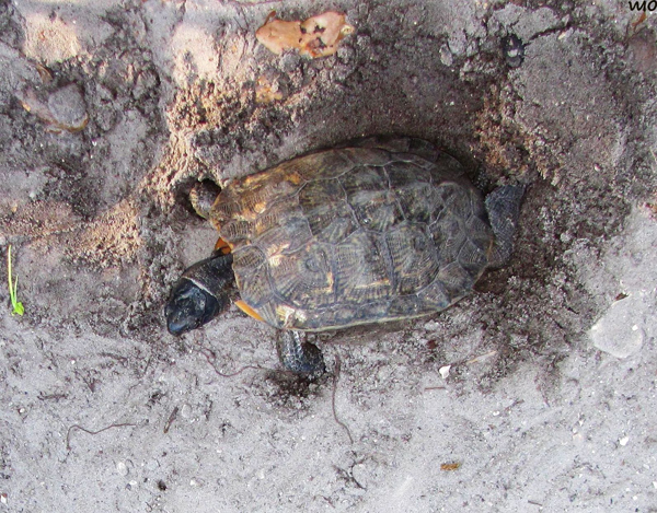 wood turtle nest