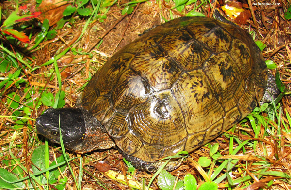 wood turtle