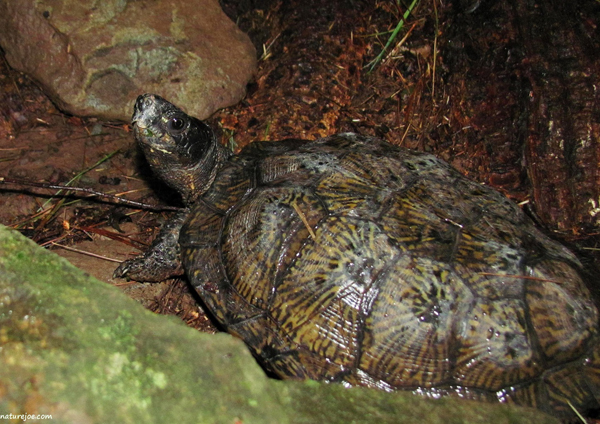 wood turtle