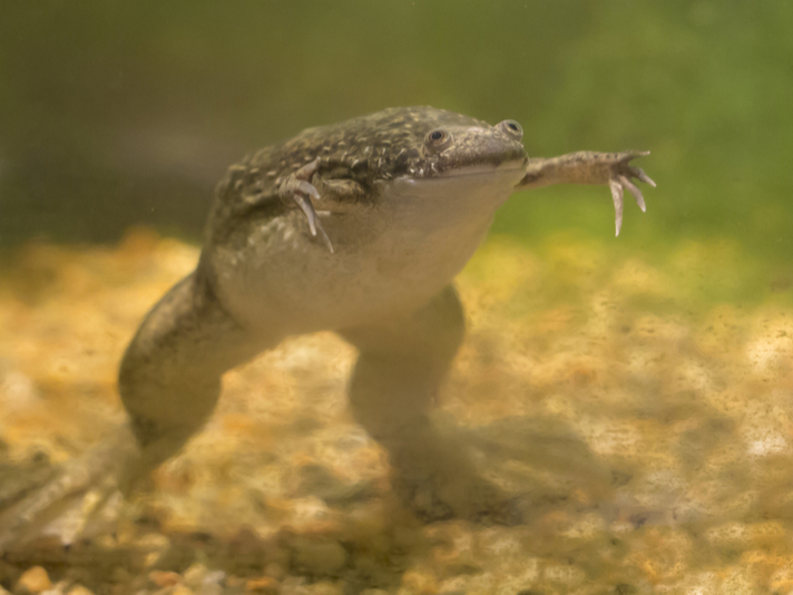 African clawed frog