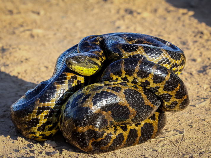 Yellow Anaconda Care Sheet Reptiles Magazine