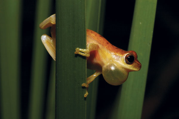 yellow cricket treefrog