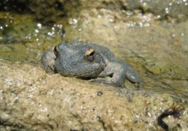 Foothill yellow-legged frog