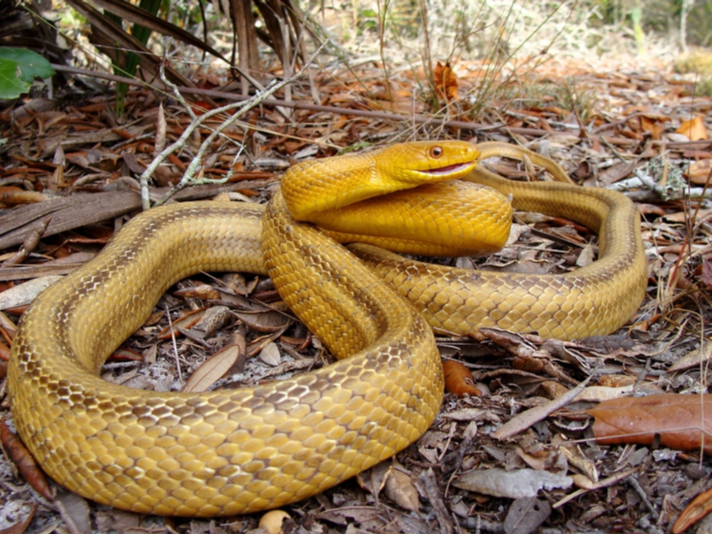 rat snake