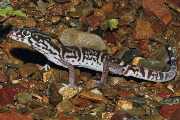 Yucatan banded gecko