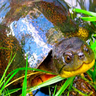 blandings turtles