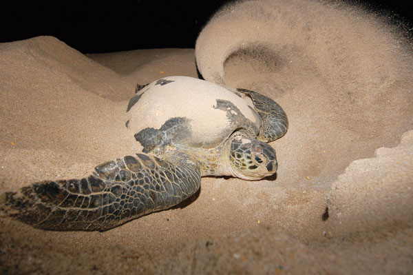 green sea turtle