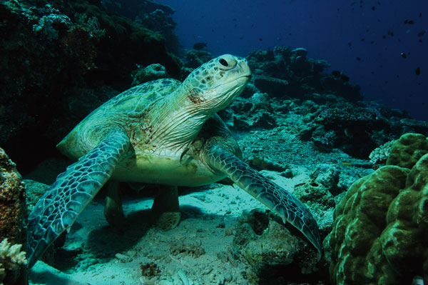 green sea turtle