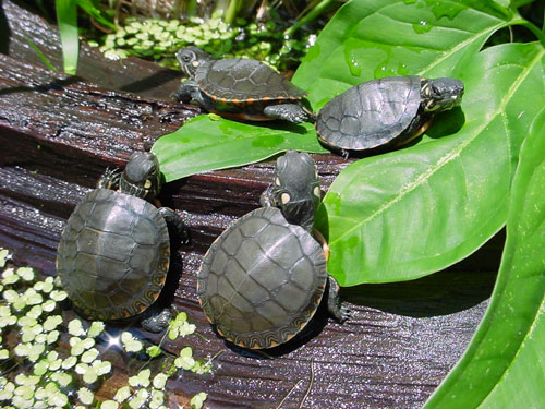 Eastern painted turtles