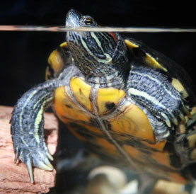 Salmonella Outbreaks Linked To Undersized Turtles