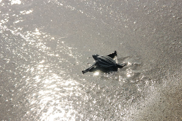 baby sea turtles