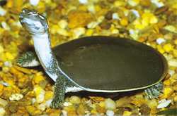 softshell turtle