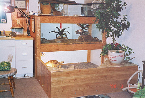 indoor tortoise table