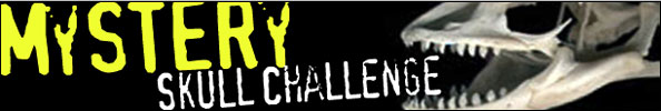 ReptileChannel.com's Mystery Skull Challenge
