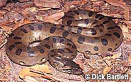 The U.S. Fish and Wildlife is backing the addition of nine constrictors to the Lacey Act’s list of Injurious Wildlife. The nine snakes are the same snakes that are featured in S. 373: the Burmese python, reticulated python, four anacondas, Boa constrictor and two African rock pythons