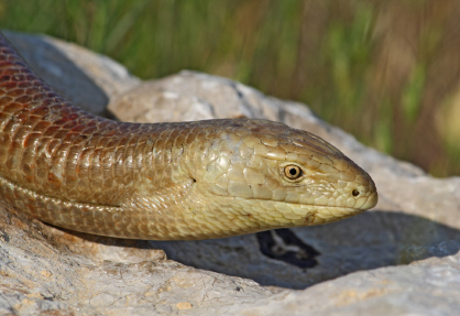 legless lizard