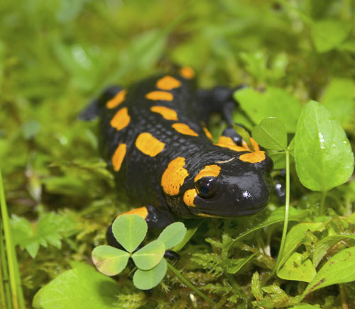 Fire Salamanders