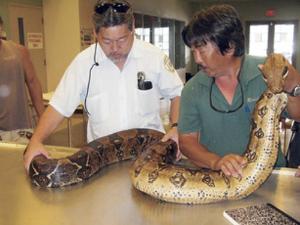 nine foot boa constrictor in Hawaii