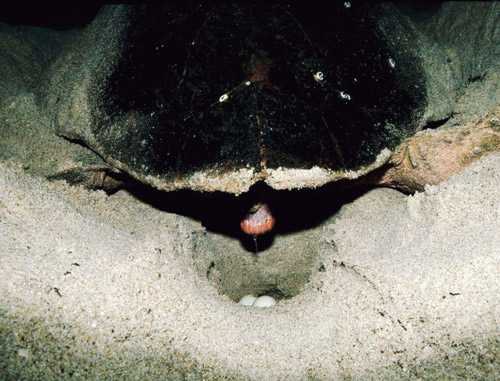 The sea turtle eggs are often legally moved to ensure survival of both groups of eggs