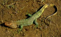 Caiman lizard