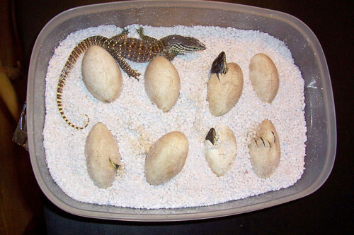argus monitor hatchlings