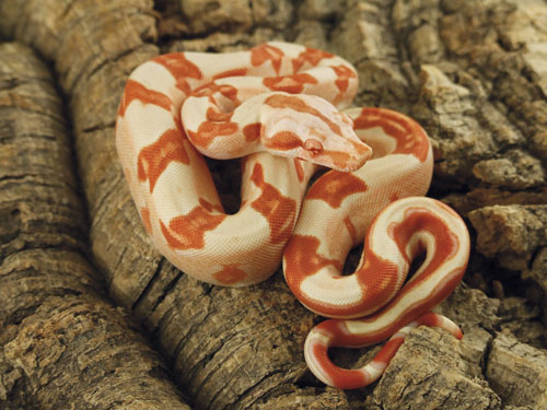 Caring For The Red Tailed Boa Constrictor Reptiles Magazine