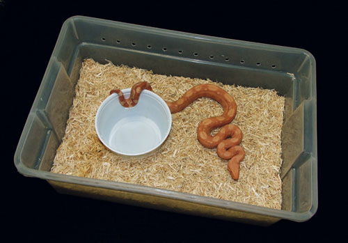 small snake enclosure