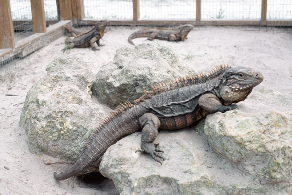 Cuban rock iguana