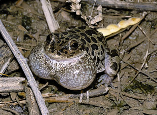northern casque-headed frogs