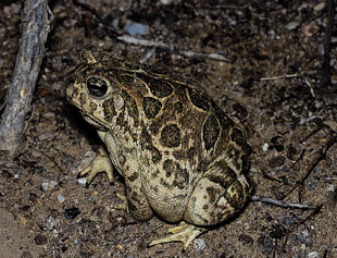 Great Plains toad 