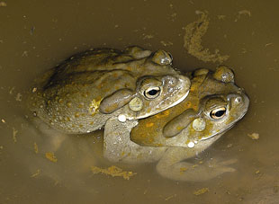  Sonoran Desert toads (Bufo alvarius) 