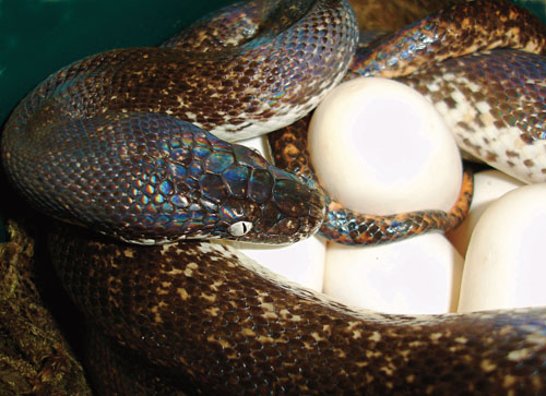 Savu python breeding