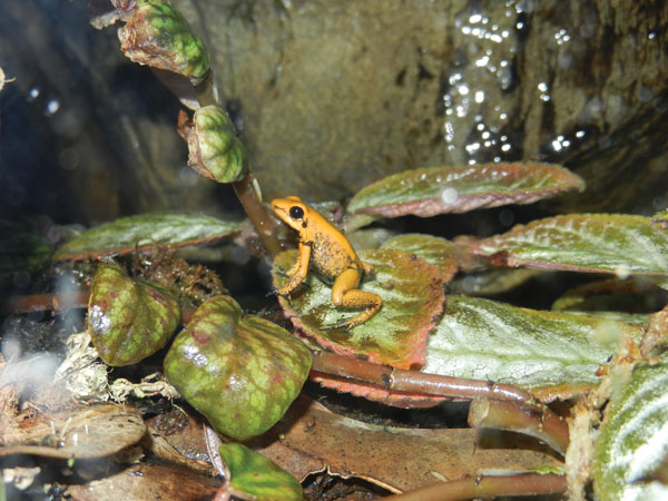 Dart frog vivarium