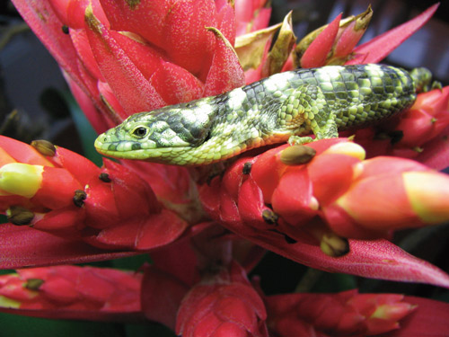 Abronia