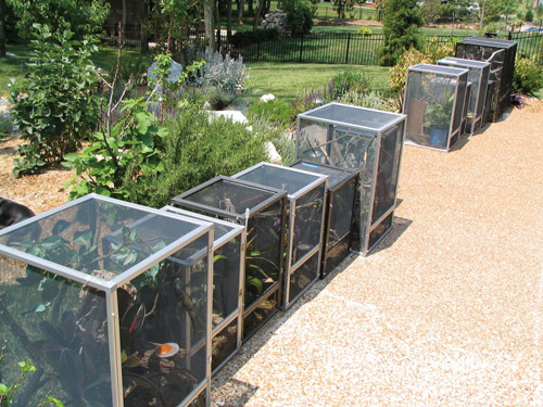 Abronia enclosures