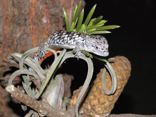 Abronia