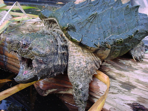 alligator snapping turtle