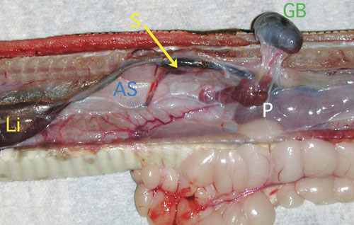 snake internal organs