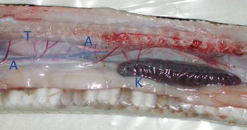 snake gastrointestinal tract