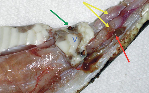 snake gastrointestinal tract