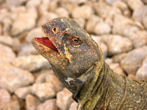 Uromastyx