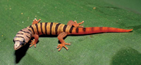 ashy geckos
