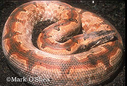 Bevel-Nosed Boas - Reptiles Magazine