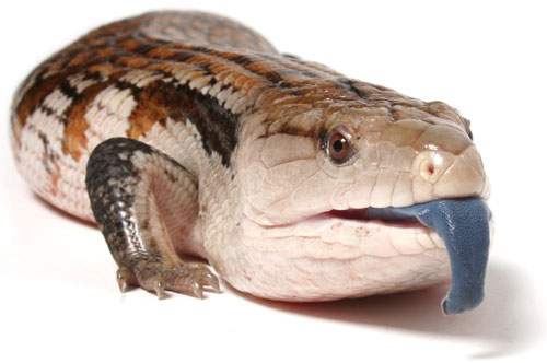 Blue-tongue skink