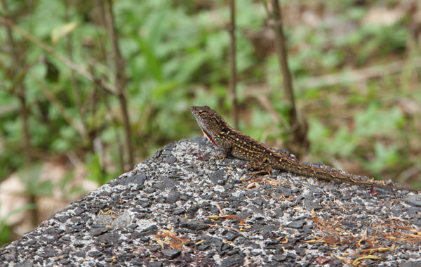 brown anole