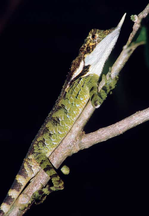 The author found this male Ceratophora stoddartii in the Central Mountains