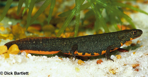 Breeding Chinese Fire Bellied Newts Reptiles Magazine,Churros Recipe